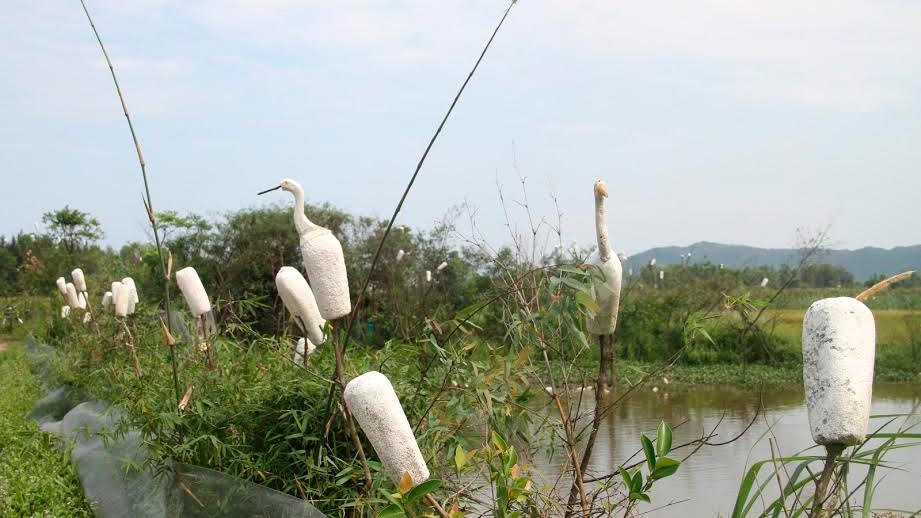 Đàn[-]chim[-]bị[-]khâu[-]mắt[-]để[-]nhử[-]đồng[-]loại[-]ở[-]Hà[-]Tĩnh